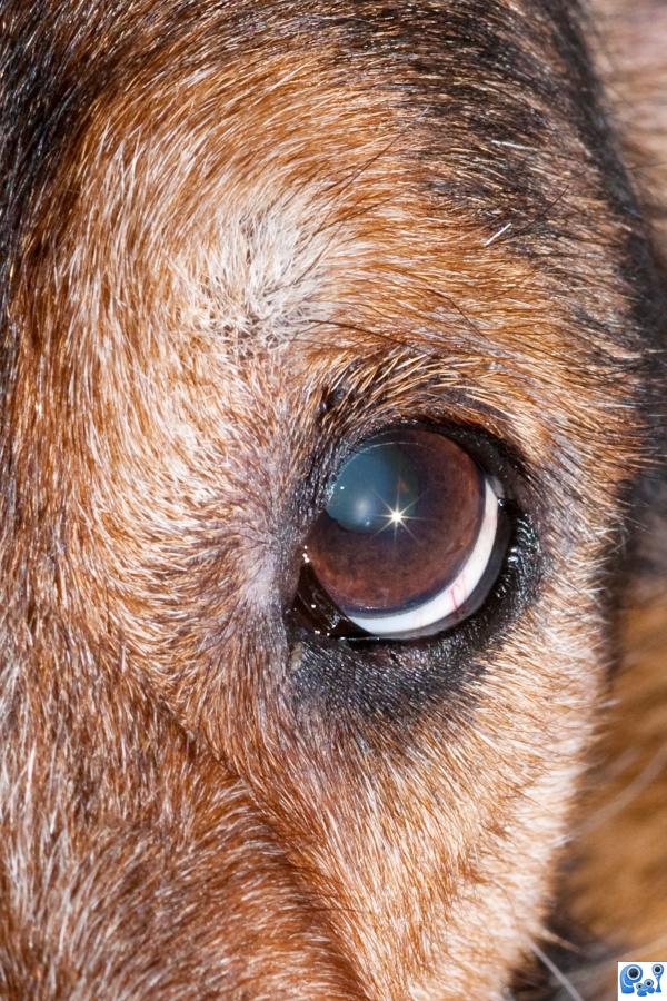 a dogs eye